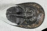 Scotoharpes Trilobite - Boudib, Morocco #106840-2